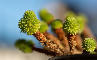 cacto