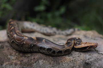 Fototapeta na wymiar Blood Python (Python curtis ) commonly known as short-tailed python, a nonvenomous snake.