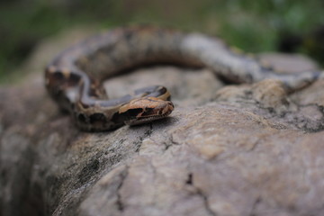 Blood Python (Python curtis ) commonly known as short-tailed python, a nonvenomous snake.
