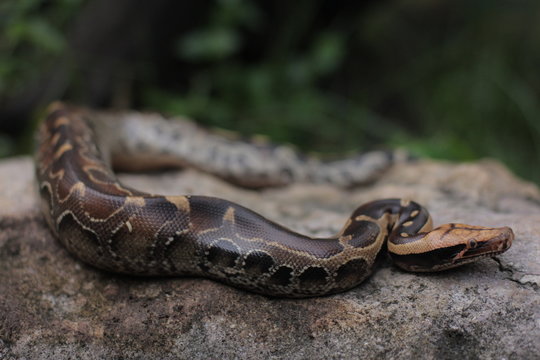 Blood Python (Python curtis ) commonly known as short-tailed python, a nonvenomous snake.