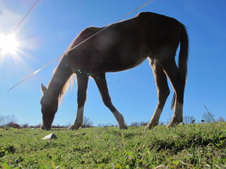 caballos