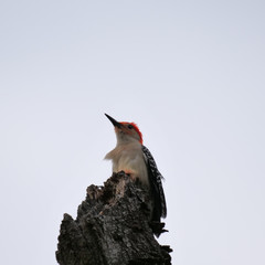 Red-bellied Woodpecker Nesting