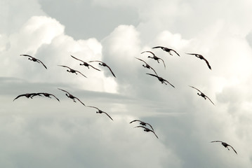 Silhouette of Lesser Flamingos flying, Lake Bogoria