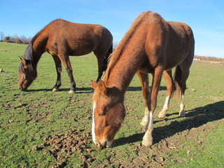 caballos