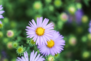 Obraz premium purple daisy flower