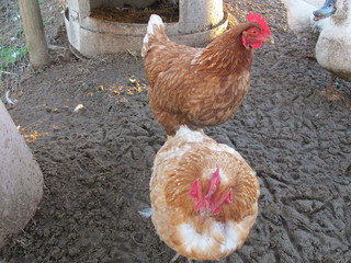Gallinas
