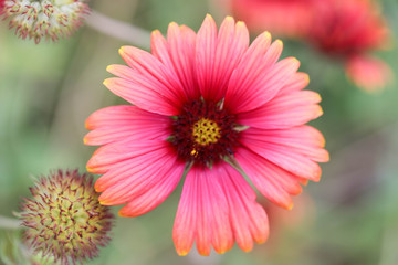Obraz premium closeup of pink flower
