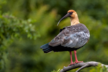 Black-faced Ibis