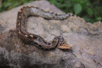 Blood Python (Python curtis ) commonly known as short-tailed python, a nonvenomous snake.