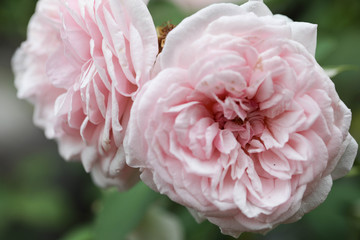 pink peony flower