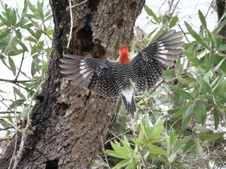 Red-bellied Woodpecker Nesting