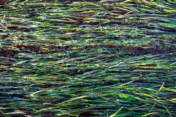 stream flowing over grass