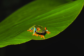 Red-eyed tree frog (Agalychnis callidryas) also called Gaudy leaf frog is an arboreal hylid, native to Neotropical rainforests in Central America in Panama and Costa Rica