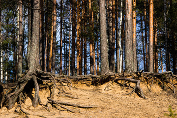 Pine forest background. Pine tree roots, close up. Nature concept. Pine with a bare root system in a sand pit. Tree root system looks out. Ecological problem. Environmental conservation concept.
