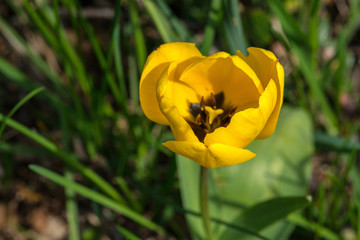 yellow tulip flower