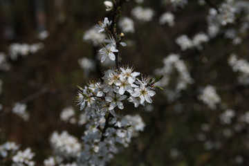 Obst Baum in der Blüte im Frühling