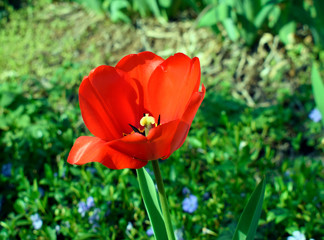 Opened red tulip in the garden. Spring warm day. View from above.