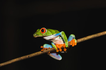 Red-eyed tree frog (Agalychnis callidryas) also called Gaudy leaf frog is an arboreal hylid, native to Neotropical rainforests in Central America in Panama and Costa Rica
