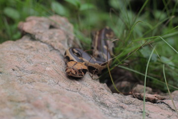 Blood Python (Python curtis ) commonly known as short-tailed python, a nonvenomous snake.