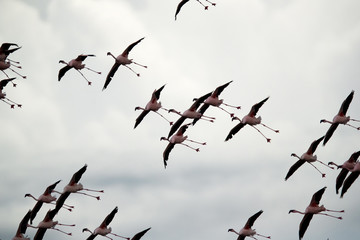 Sillehoutte of Lesser Flamingos