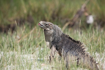 iguana