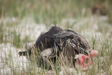 iguana