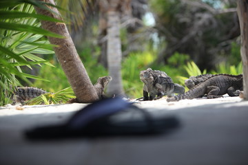 iguana