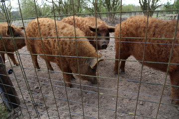 frei-lebendes braunes wollschwein auf einem Bauernhaof