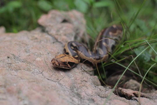 Blood Python (Python curtis ) commonly known as short-tailed python, a nonvenomous snake.