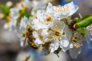 
bee pollinates spring flowering trees