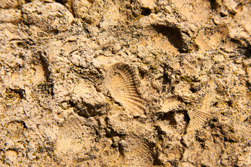 
background, stone wall with shell prints