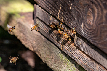 Honeybee beehive with bees swarming back to the nest