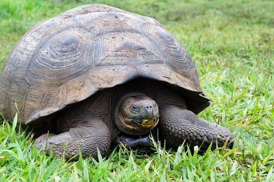 Full body picture of a Galapagos tortoise