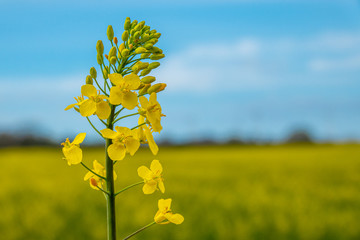  close-up of a yellow rape plant blossom