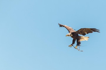 Aguila