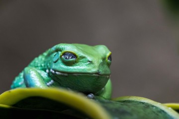 Rana