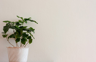 A green Arabica coffee houseplant in a white pot against white background