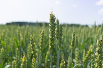 Unripe wheat field, green wheat ear, agriculture, summer day