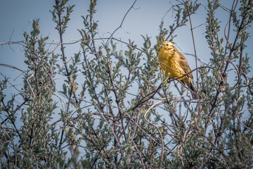 yellowhammer sitting in a bush and the sky is blue
