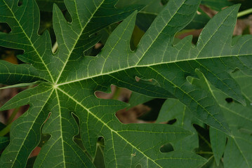 Hoja de árbol de lechosa o papaya