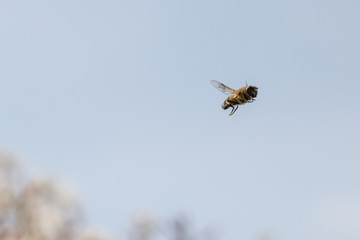 close-up of a honeybee flying