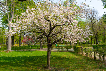 Obraz premium Blossom tree with delicate flowers in park.