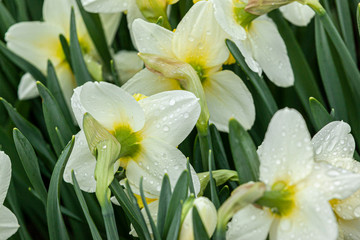 Obraz na płótnie Canvas The back of white daffodil blossoms with raindrops. 