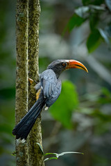 Malabar Grey Hornbill