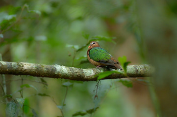 Emerald Dove
