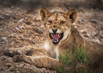 Lion cub roaring like the King of the jungle