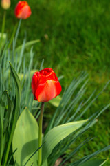 Obraz premium red tulips in the garden