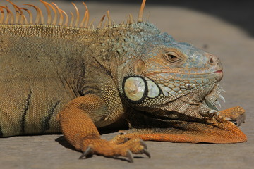 Iguana  is a genus of herbivorous lizards that are native to tropical areas of Mexico, Central America, South America, and the Caribbean. 