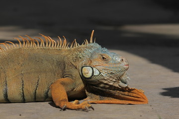Iguana  is a genus of herbivorous lizards that are native to tropical areas of Mexico, Central America, South America, and the Caribbean. 