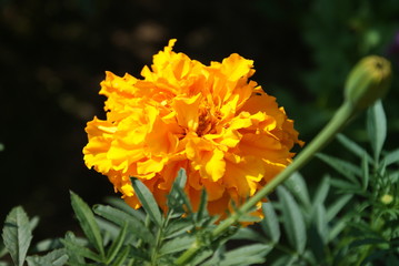 yellow flower